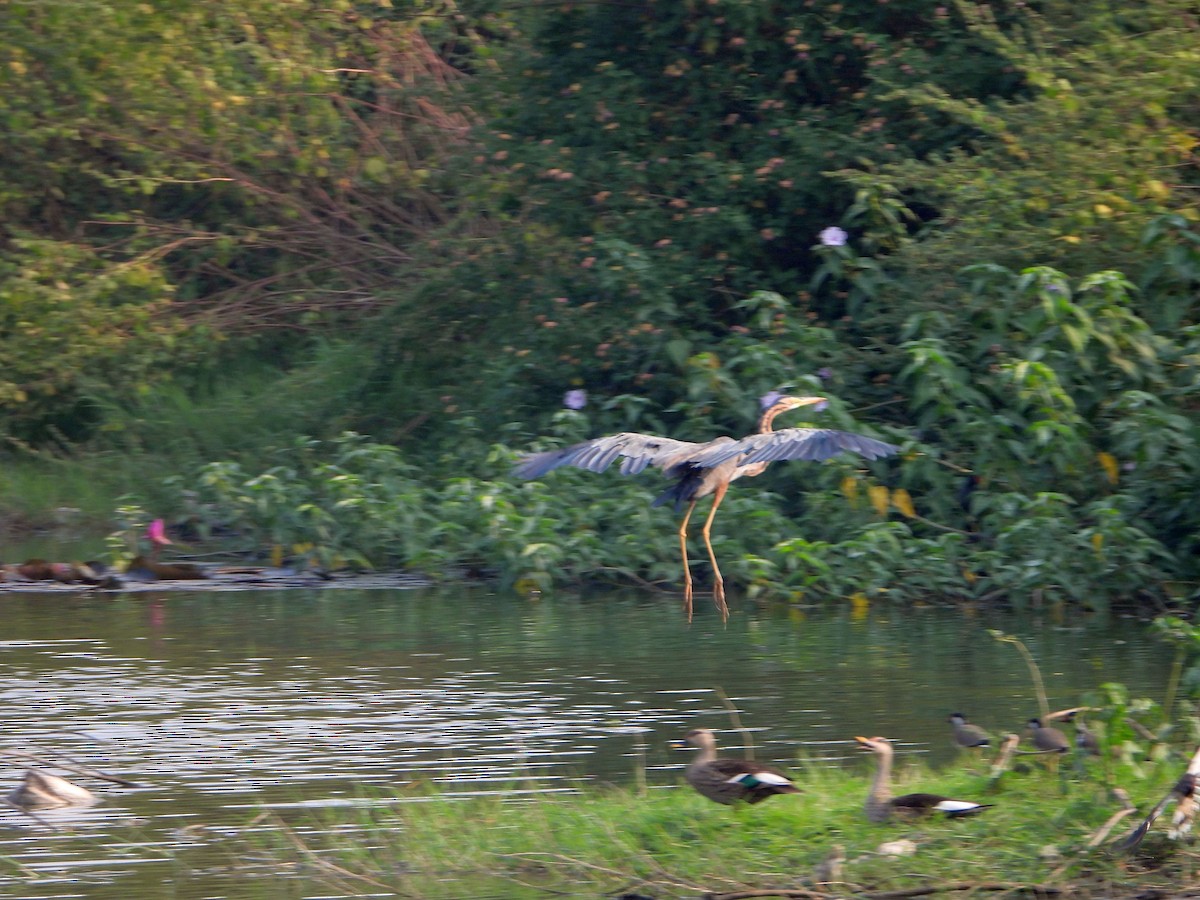 Рыжая цапля - ML644457266