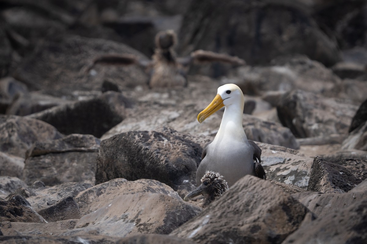 Waved Albatross - ML644457273