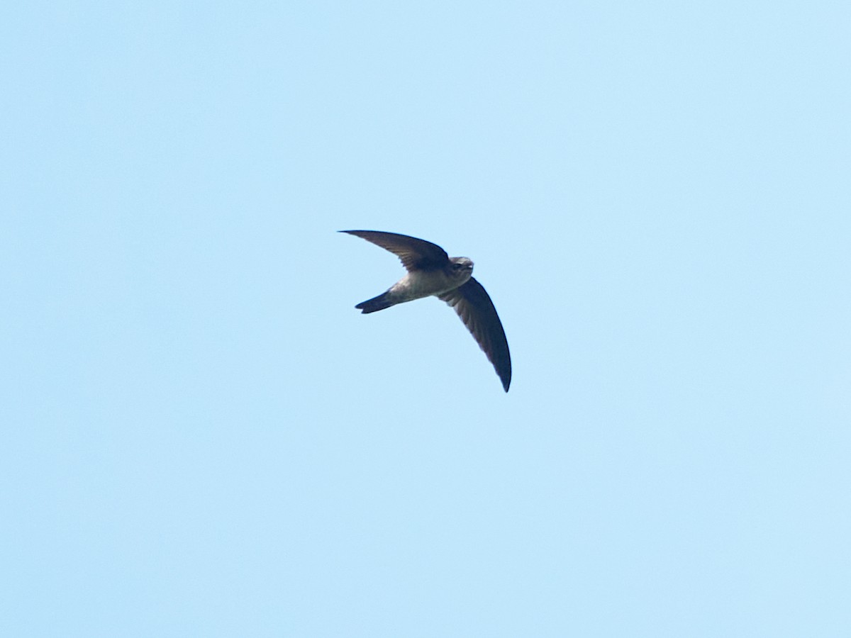 Plume-toed Swiftlet - ML644457274