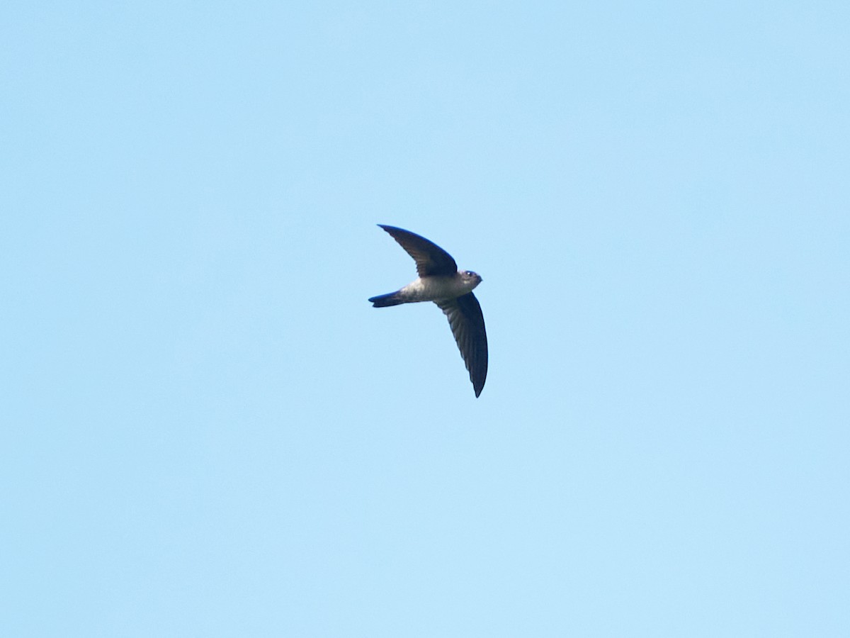 Plume-toed Swiftlet - ML644457275