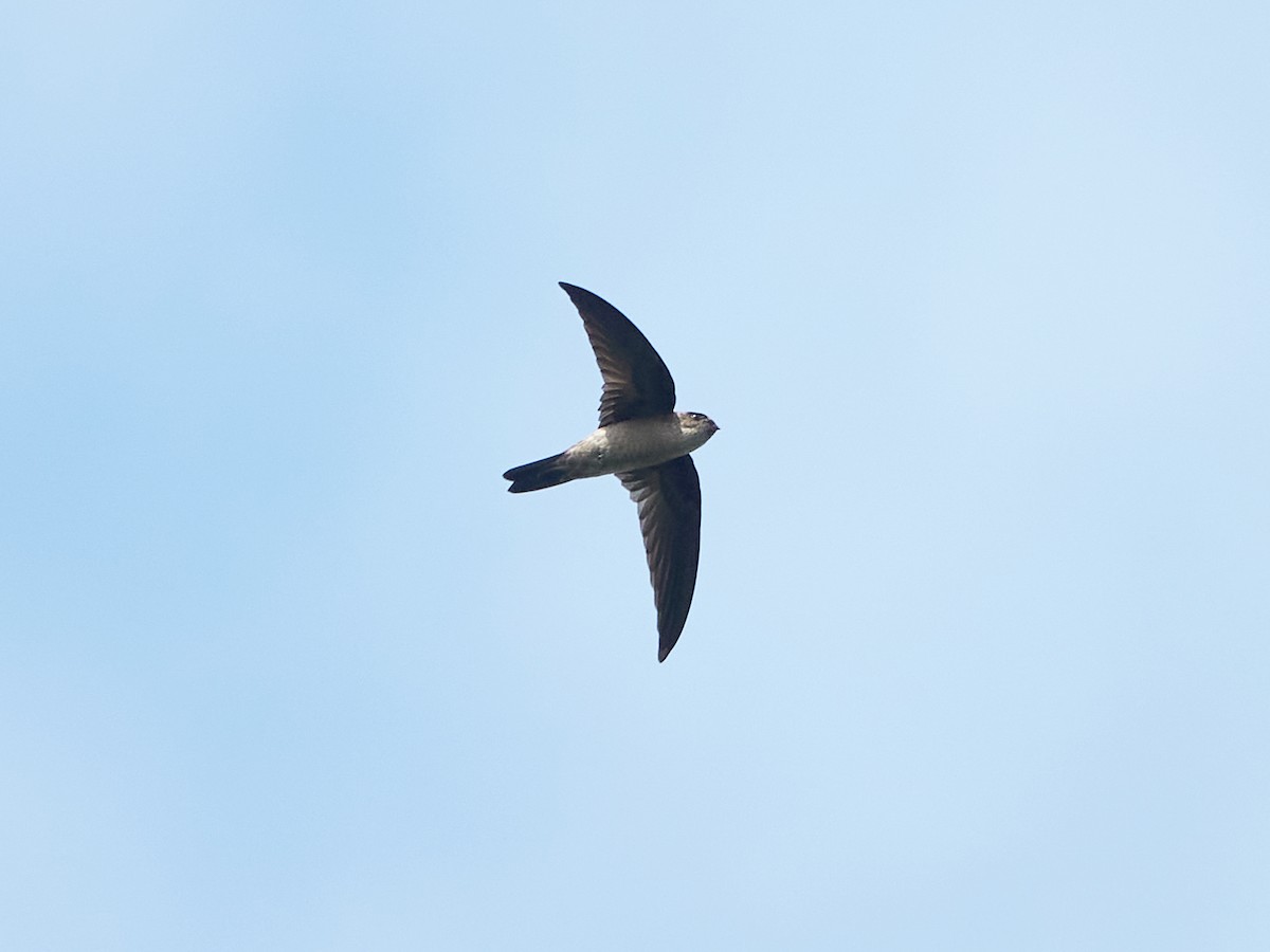Plume-toed Swiftlet - ML644457277