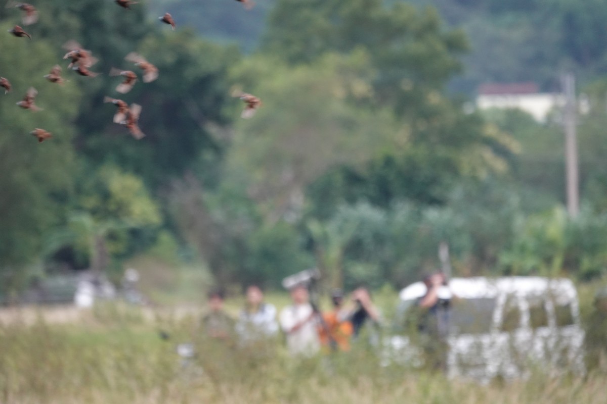 Chestnut Munia - ML644457278