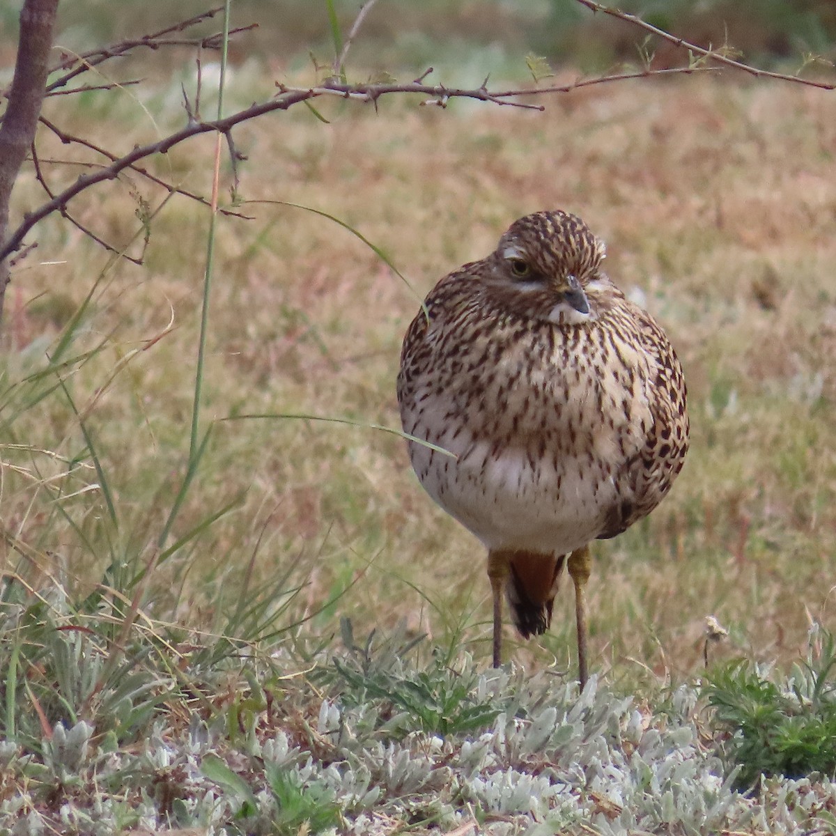 Spotted Thick-knee - ML644457288