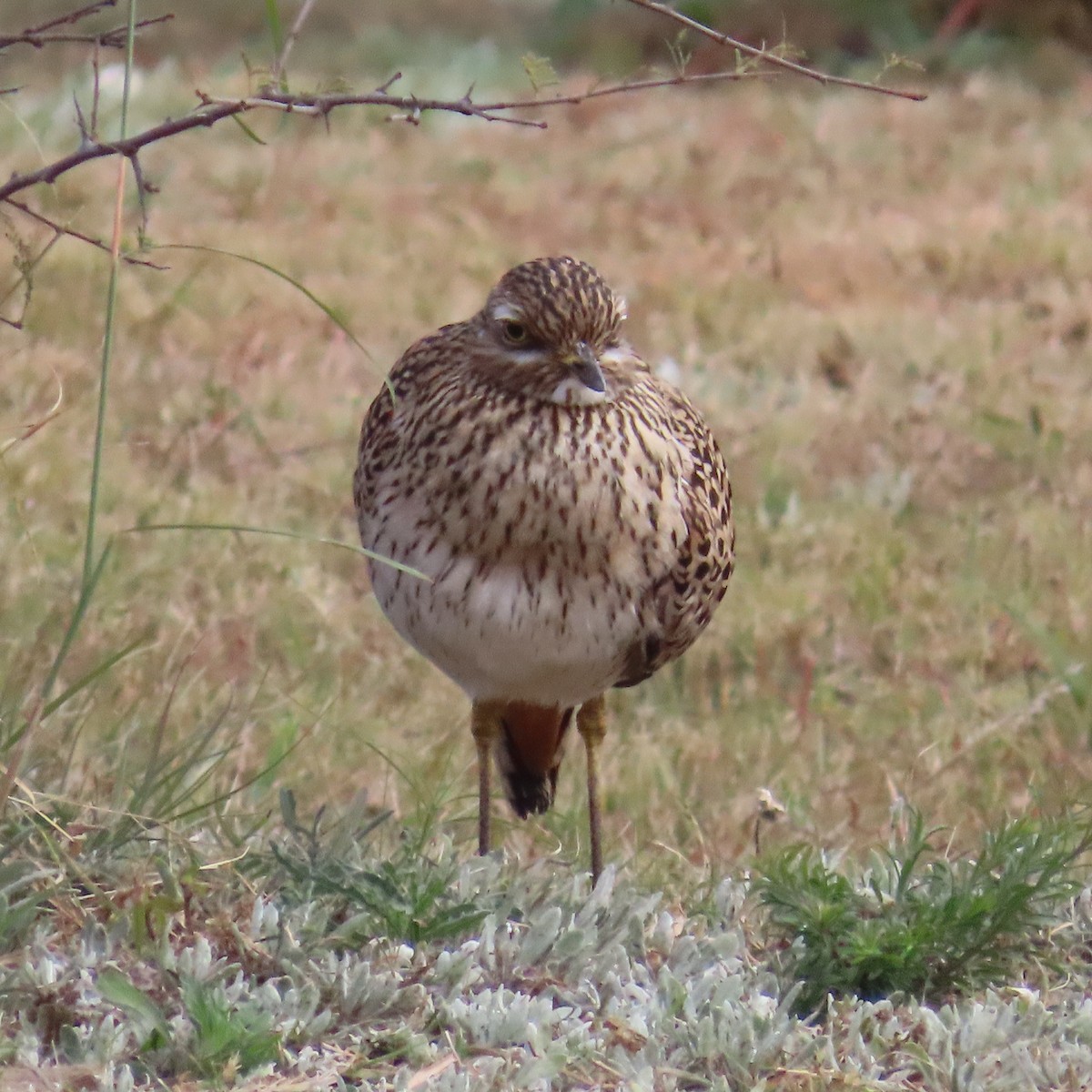 Spotted Thick-knee - ML644457290