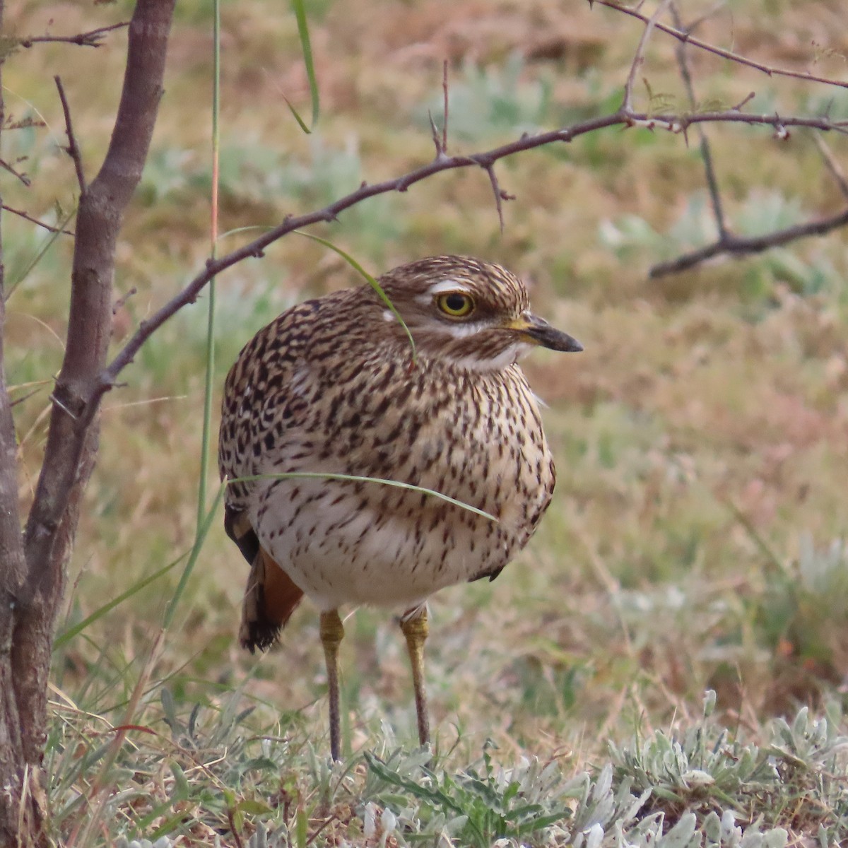 Spotted Thick-knee - ML644457291