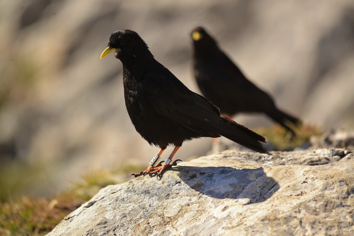 キバシガラス - ML644457298