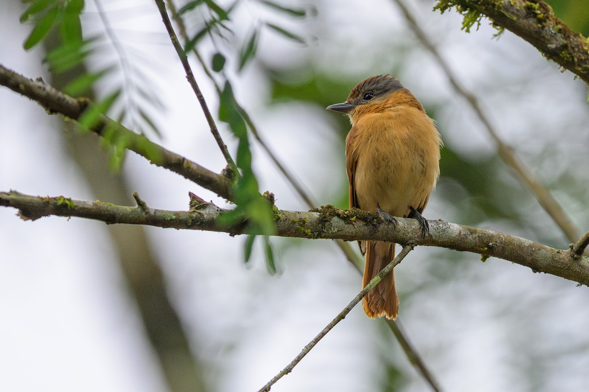 Каштановый бекард - ML644457302