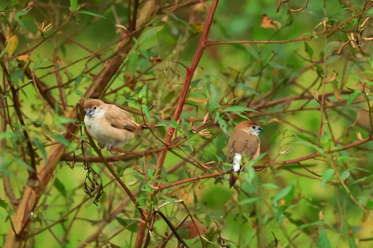 Indian Silverbill - ML644457304