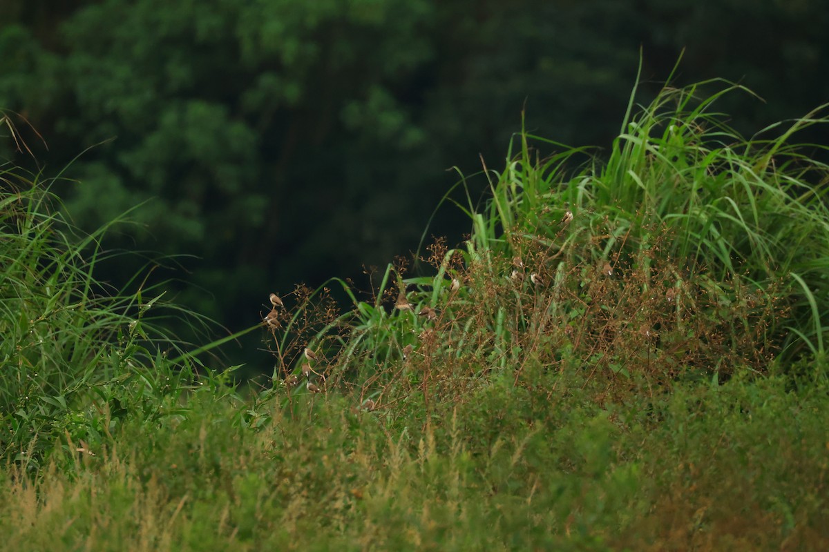 Indian Silverbill - ML644457305