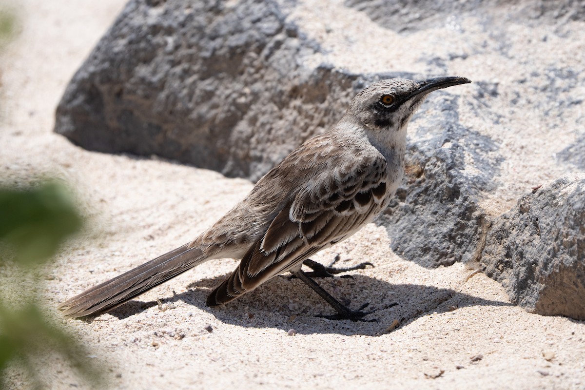 Española Mockingbird - ML644457306