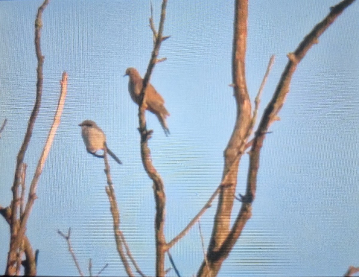 Loggerhead Shrike - ML644457313