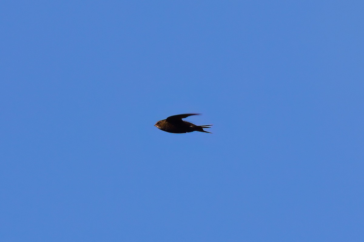 Серпокрилець чорний - ML644457321