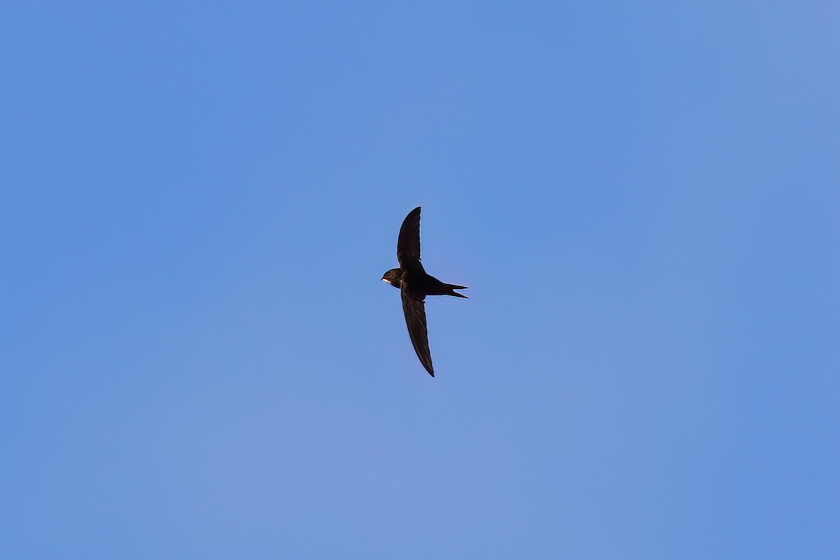 Серпокрилець чорний - ML644457322