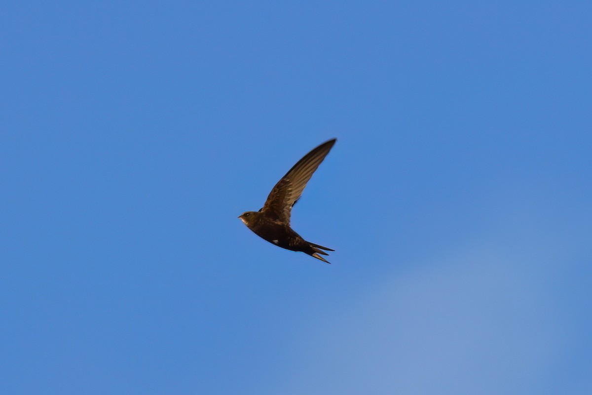 Серпокрилець чорний - ML644457323