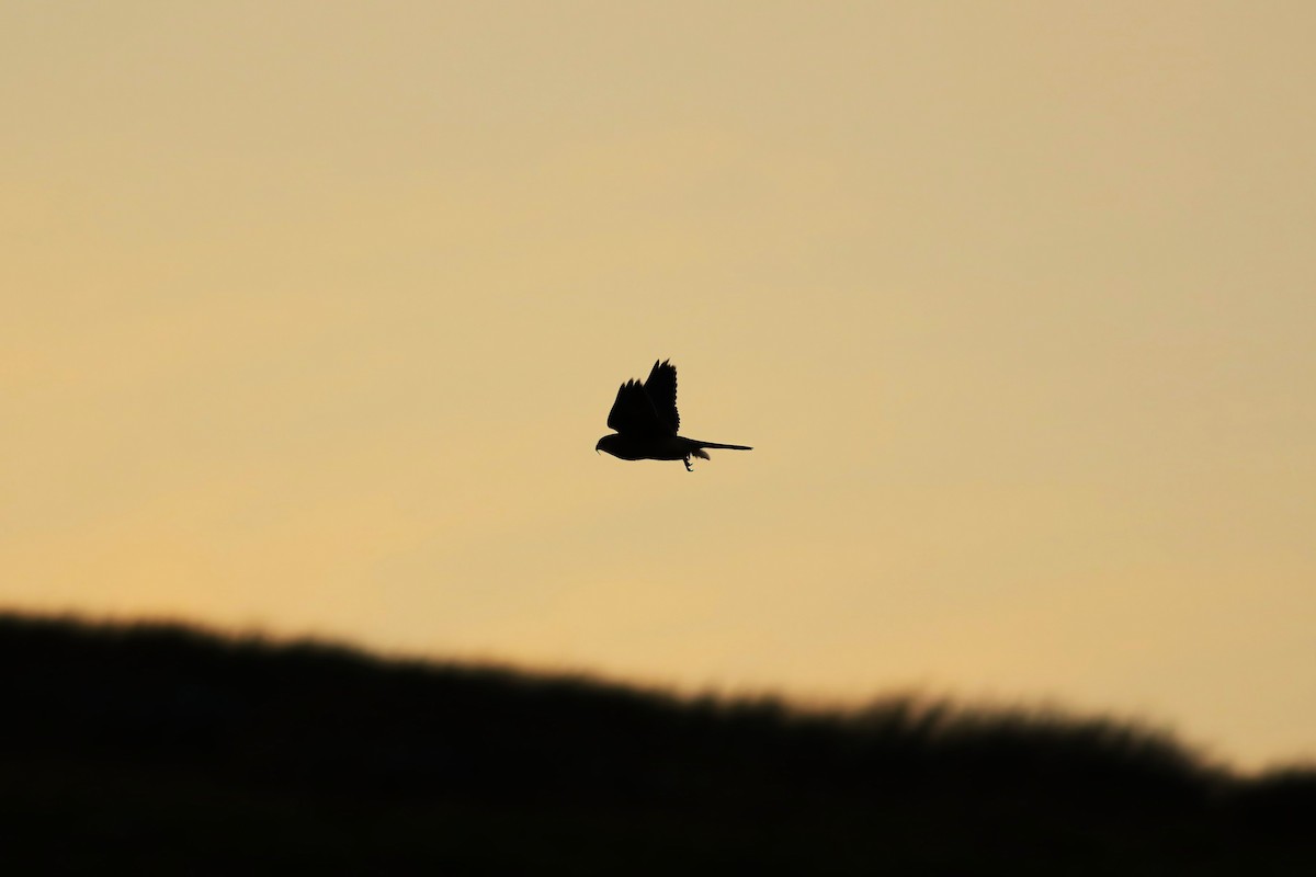 チョウゲンボウ - ML644457326