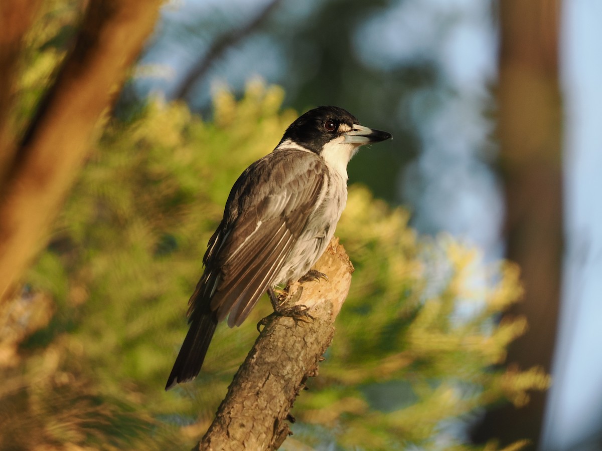 ハイイロモズガラス - ML644457341