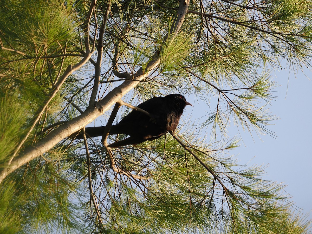 Pacific Koel (Australian) - ML644457343