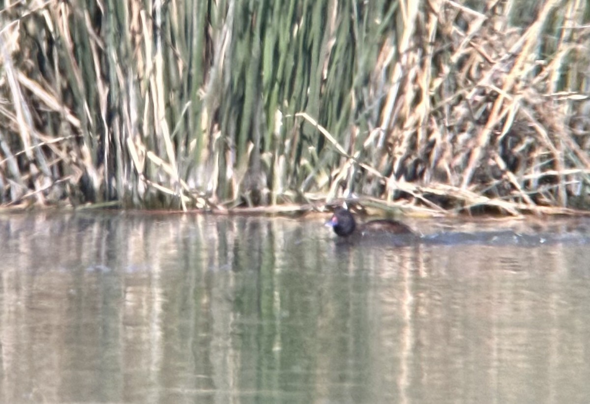 Black-headed Duck - ML644457344