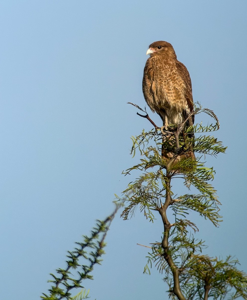 Chimango Caracara - ML644457348