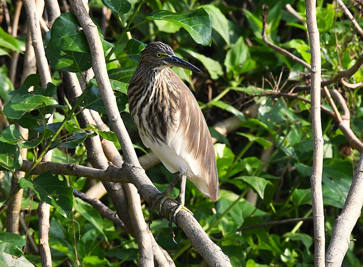 אנפית סוף הודית - ML644457349