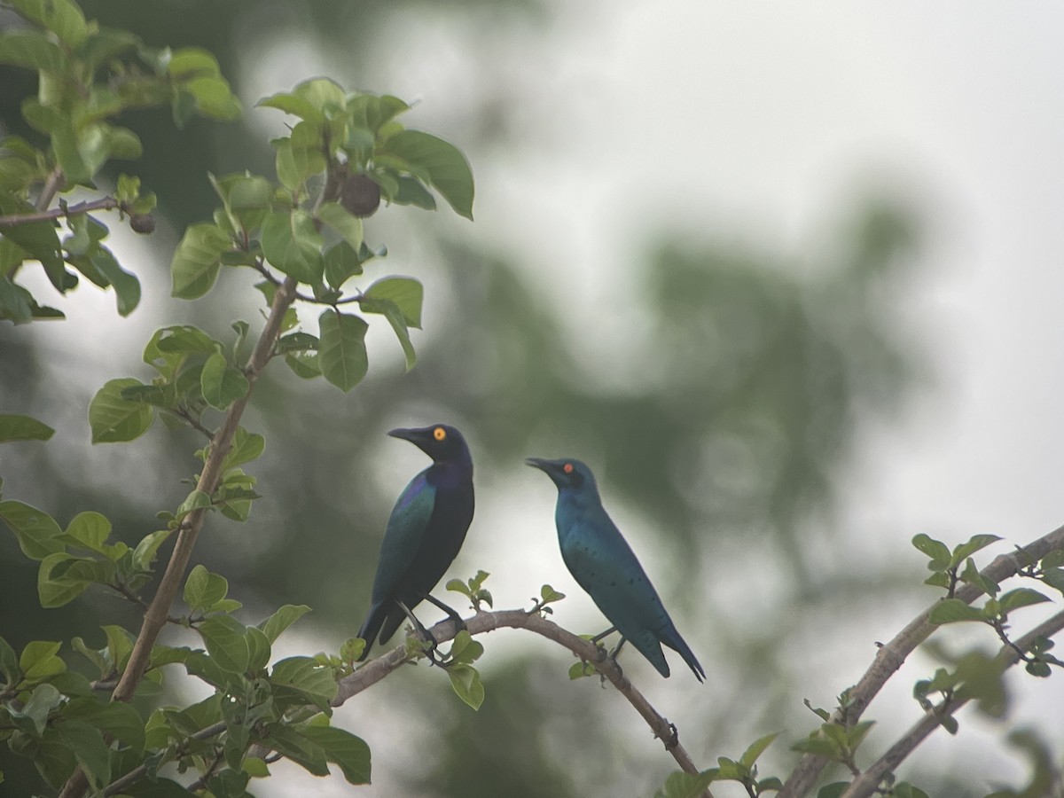 Purple Starling - ML644457359
