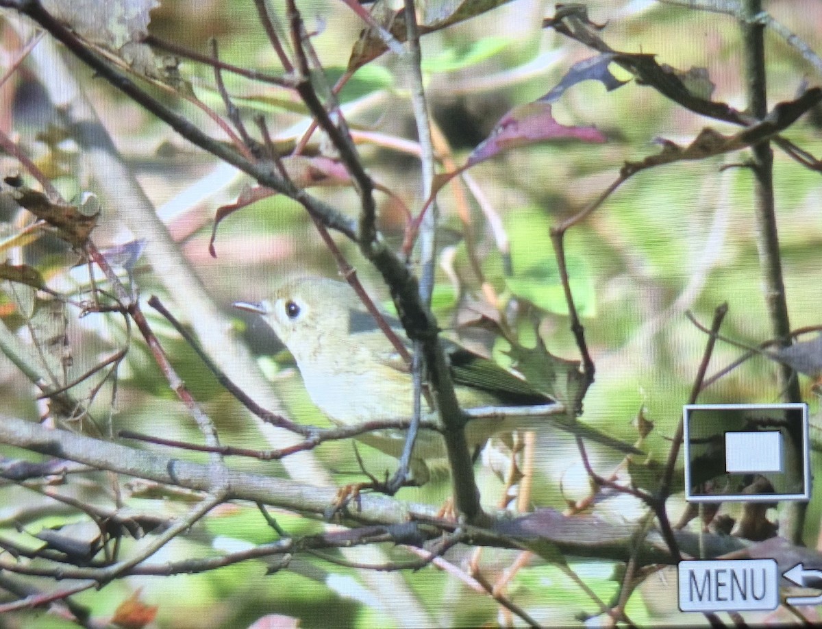 Ruby-crowned Kinglet - ML644457360