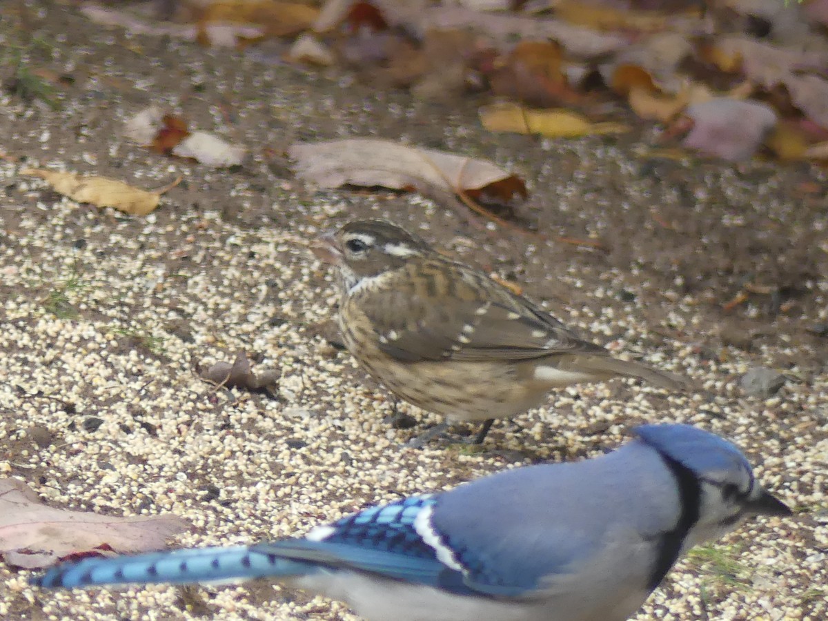 dlaskovec růžovoprsý - ML644457362