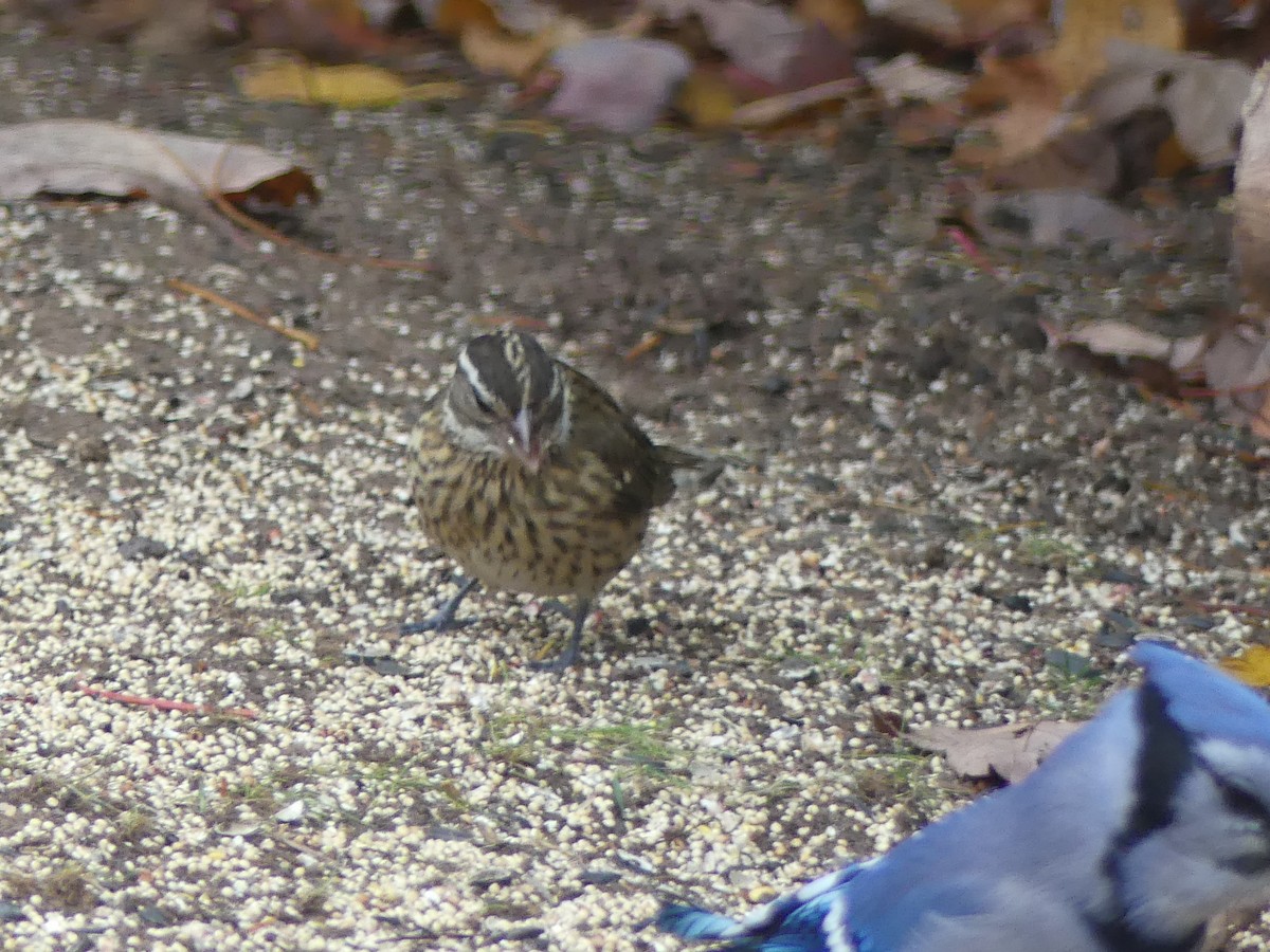 dlaskovec růžovoprsý - ML644457363