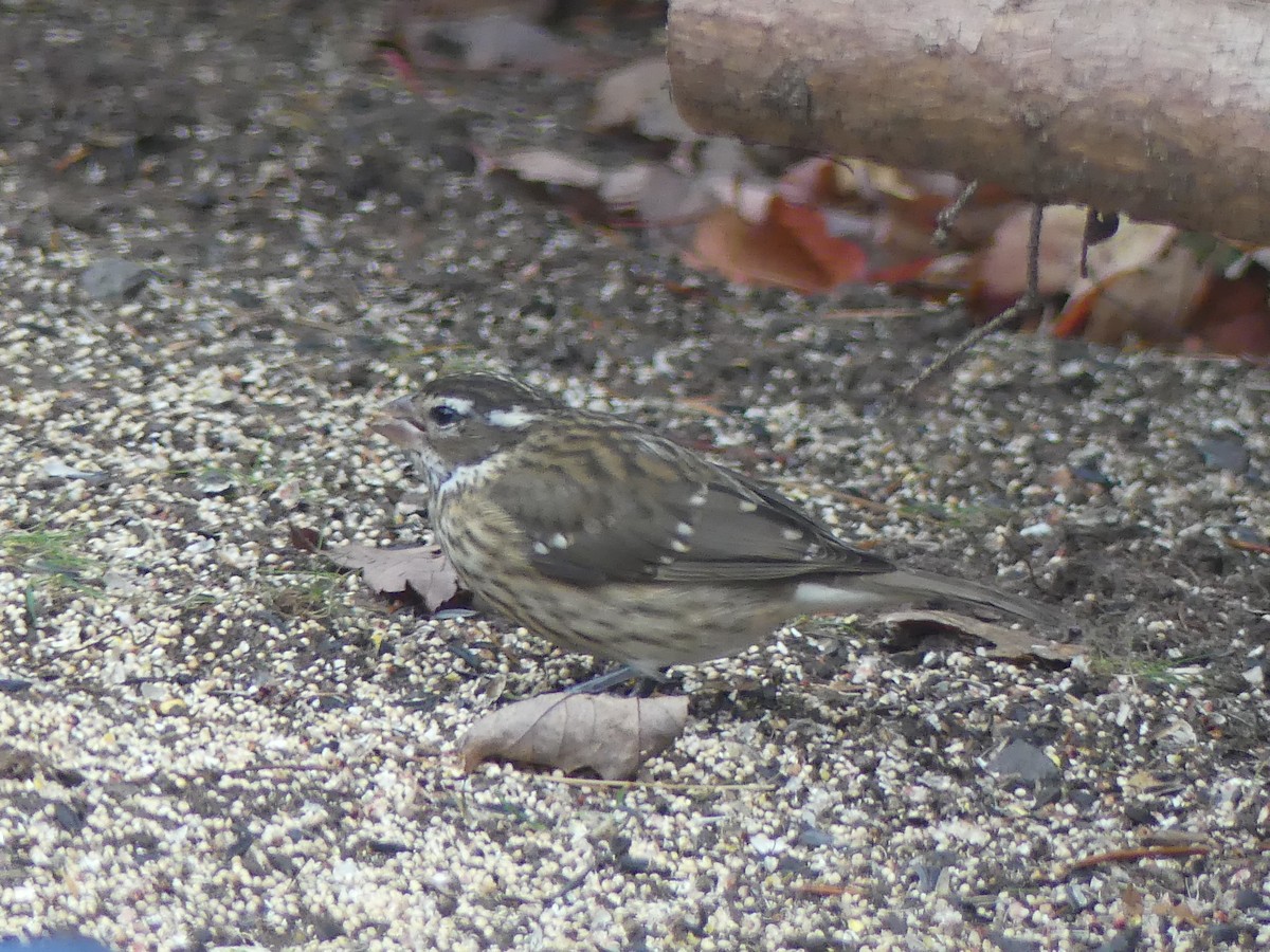 dlaskovec růžovoprsý - ML644457365