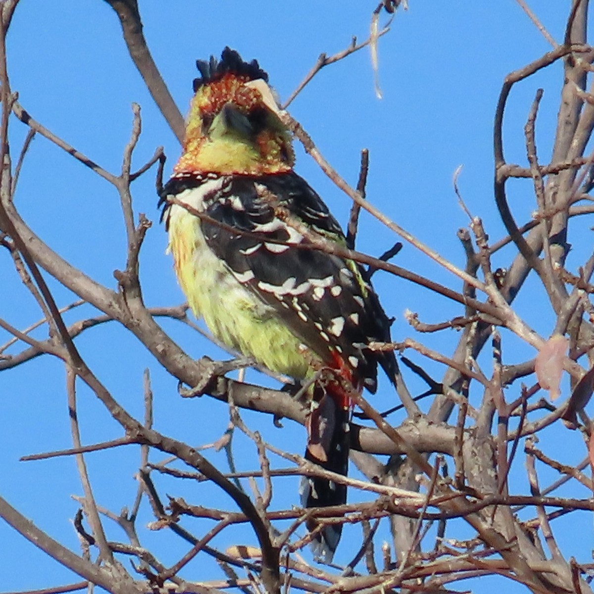Crested Barbet - ML644457371