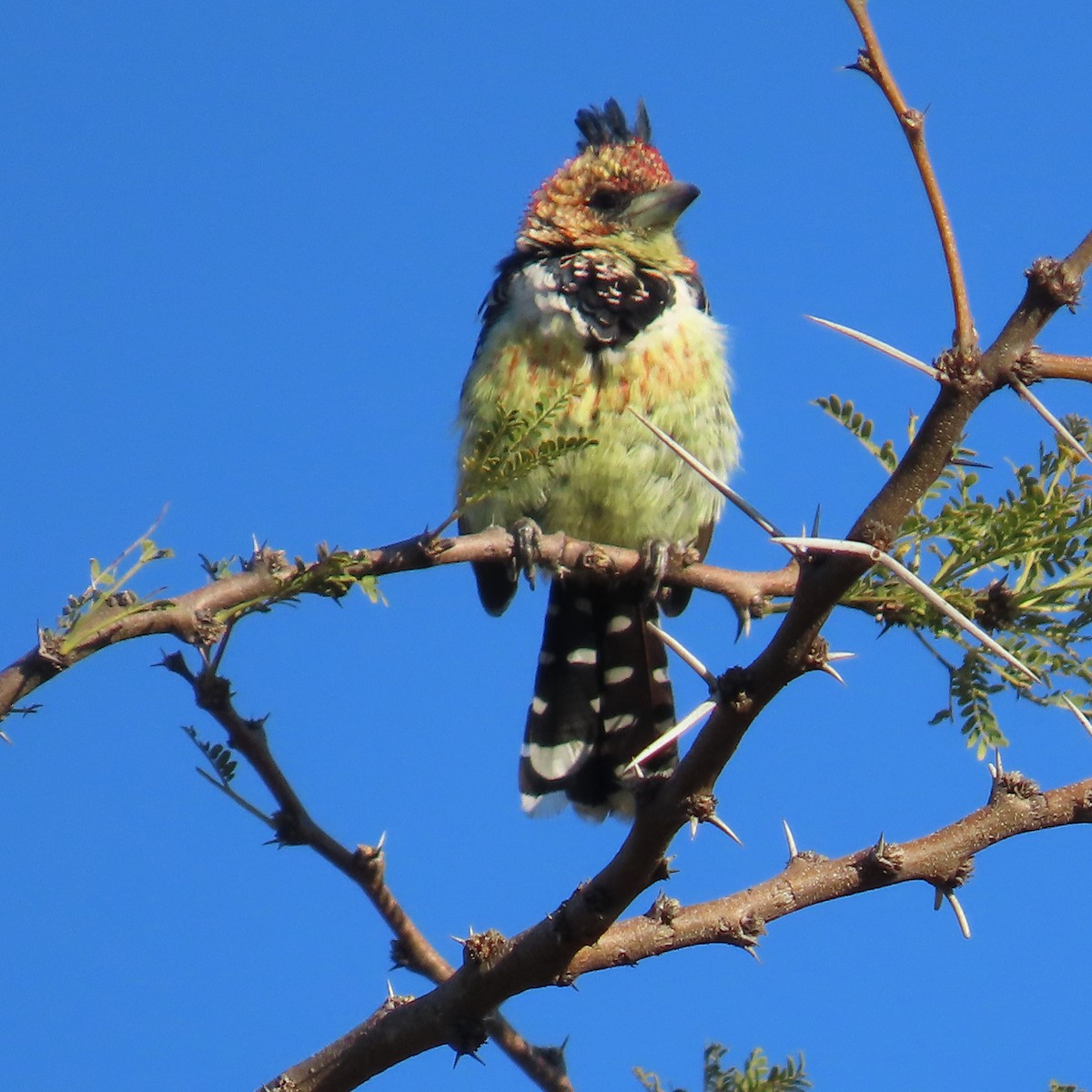 Crested Barbet - ML644457372