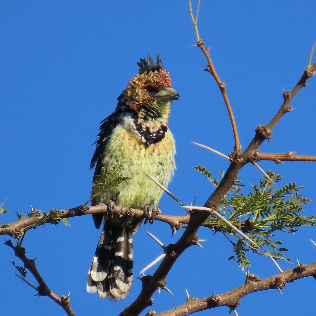 Crested Barbet - ML644457373