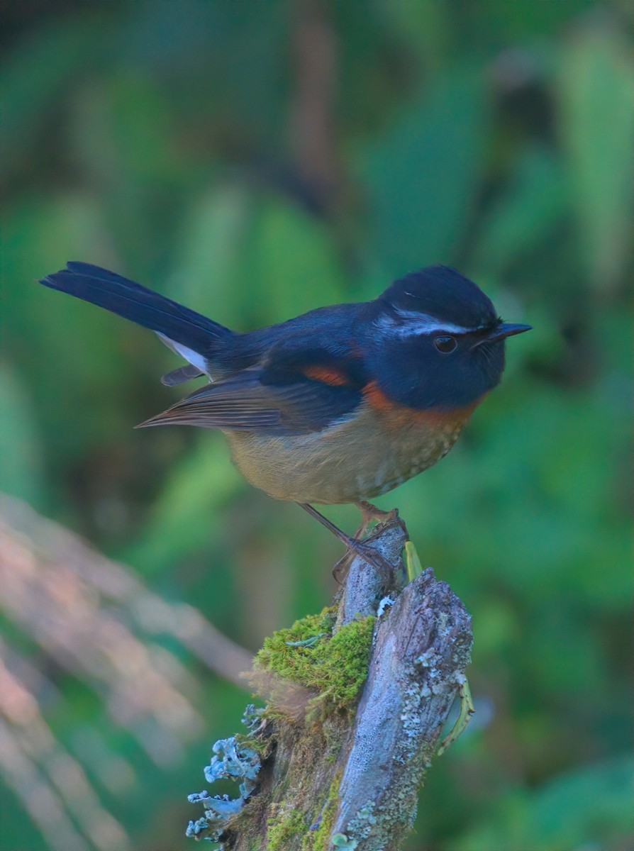 Taiwanblauschwanz - ML644457380