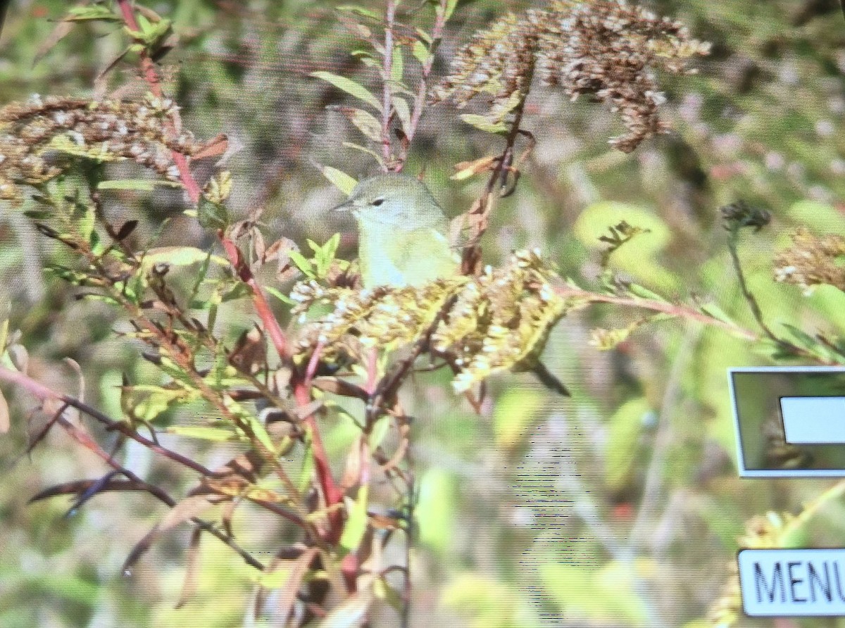 Orange-crowned Warbler - ML644457382