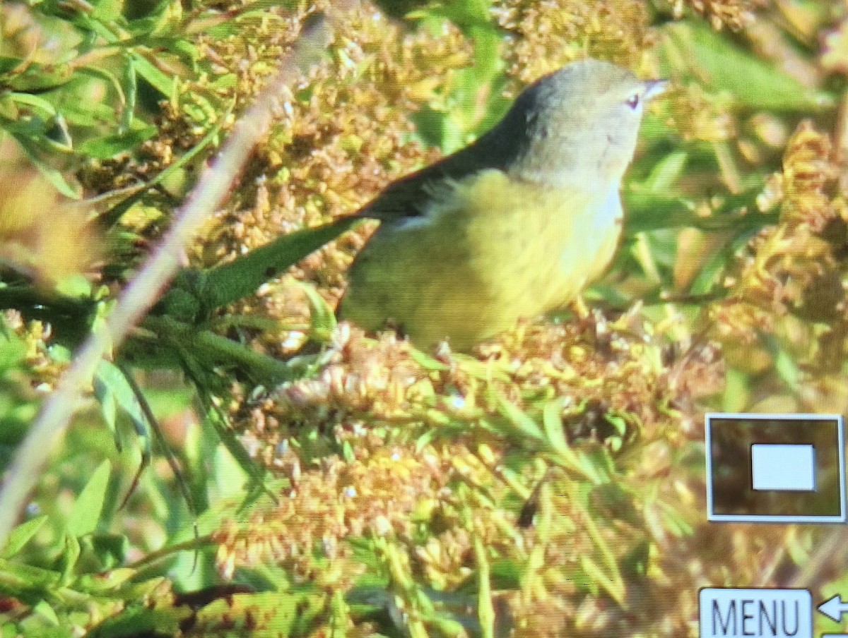 Orange-crowned Warbler - ML644457386