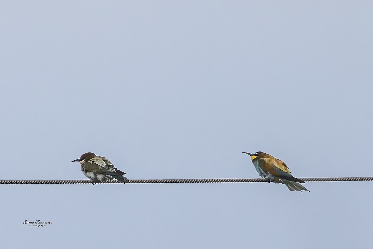 bieter - ML644457392