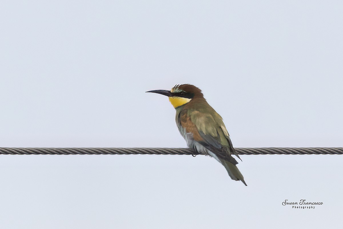 bieter - ML644457394