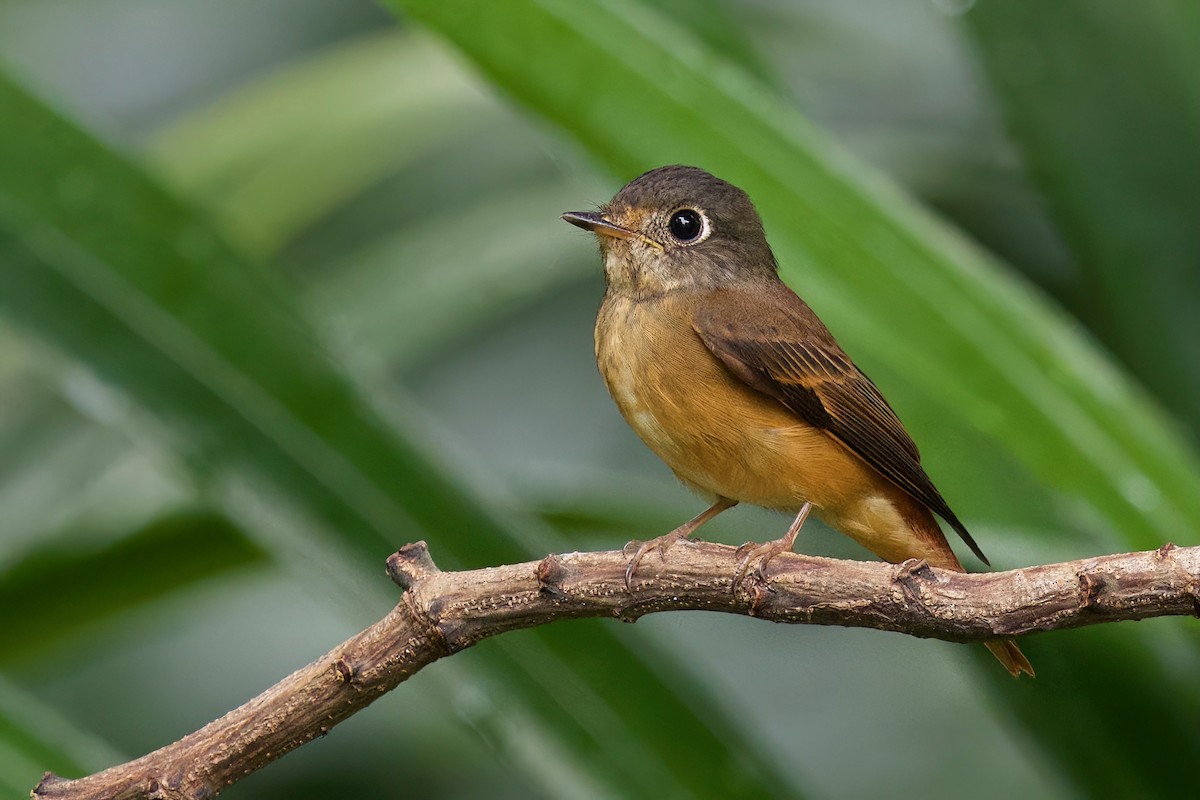 Ferruginous Flycatcher - ML644457396