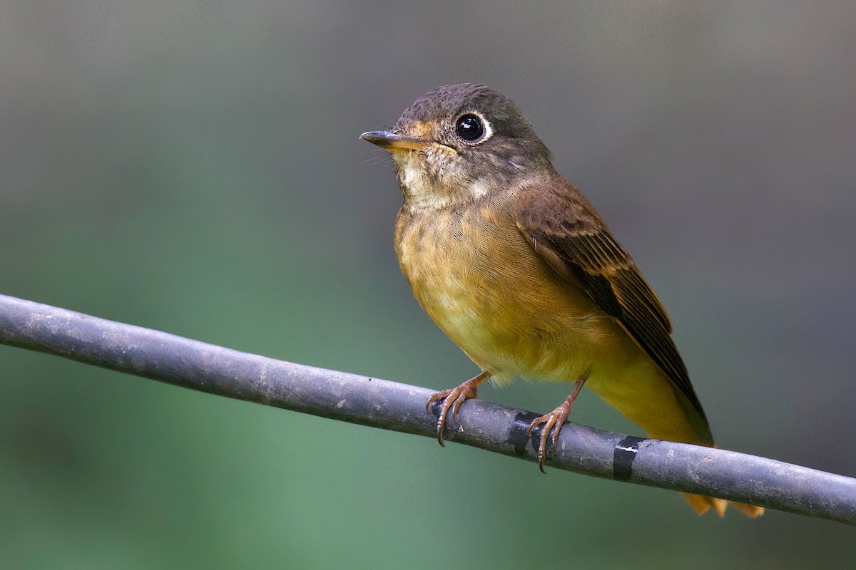 Ferruginous Flycatcher - ML644457397
