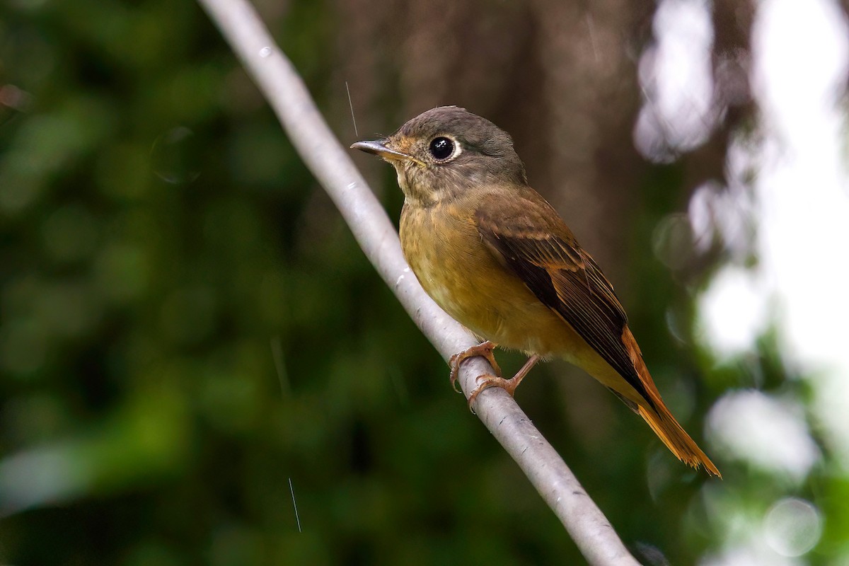 Ferruginous Flycatcher - ML644457398
