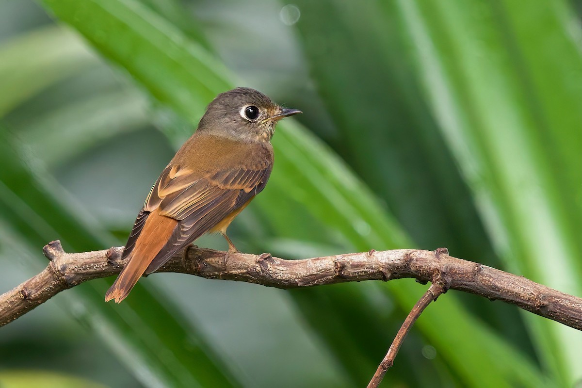 Ferruginous Flycatcher - ML644457399