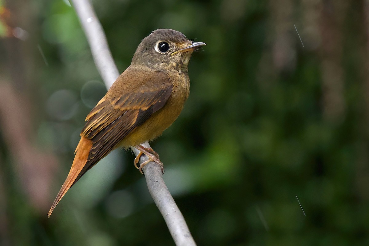 Ferruginous Flycatcher - ML644457400