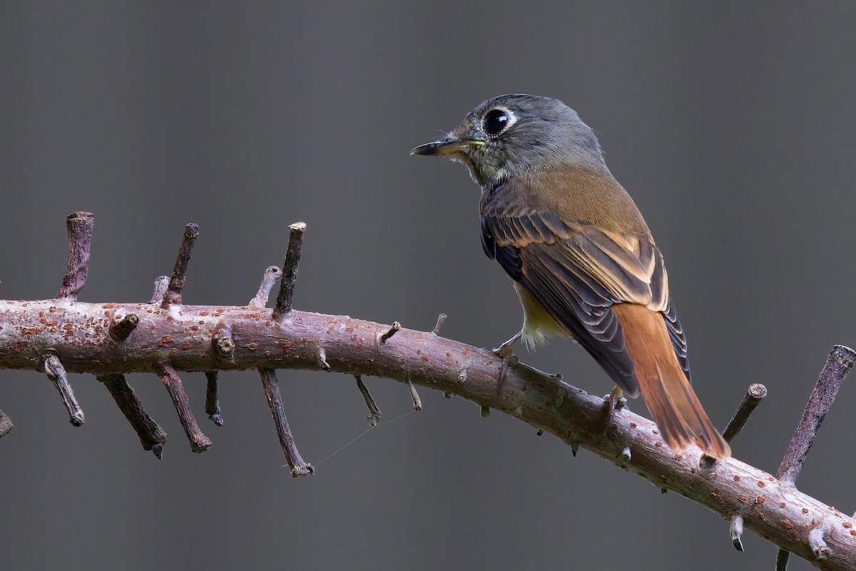 Ferruginous Flycatcher - ML644457401