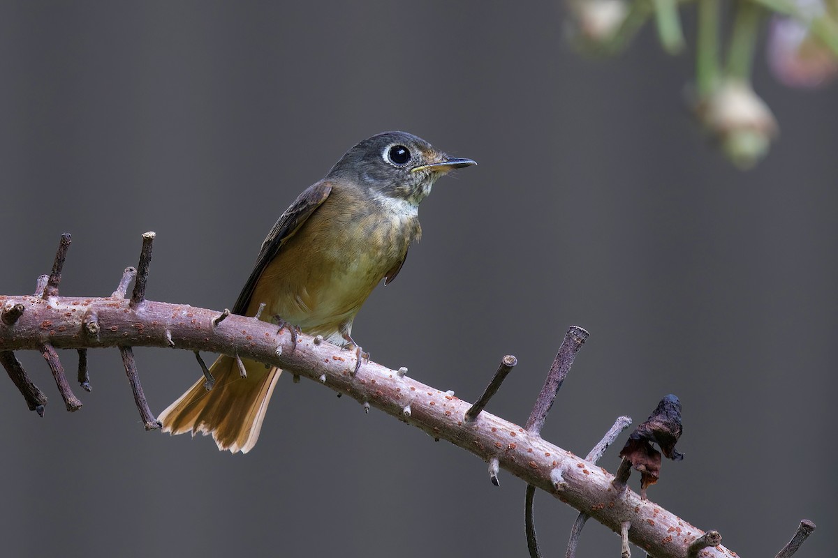Ferruginous Flycatcher - ML644457402