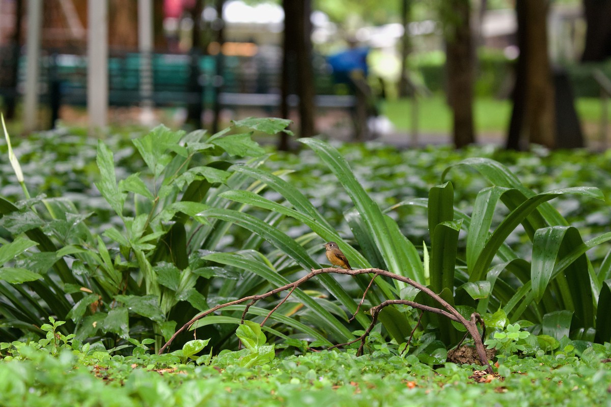 Ferruginous Flycatcher - ML644457403