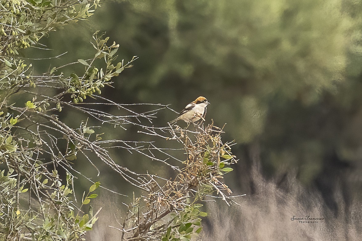 Woodchat Shrike - ML644457404