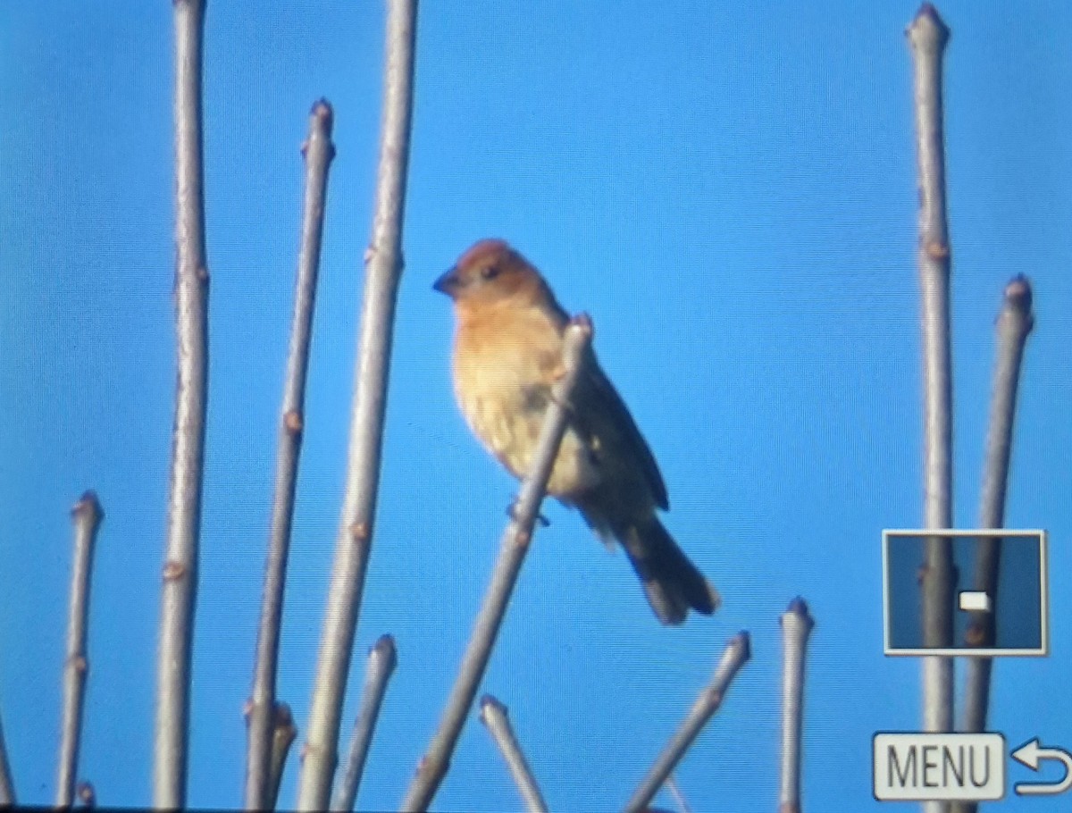 Blue Grosbeak - ML644457407