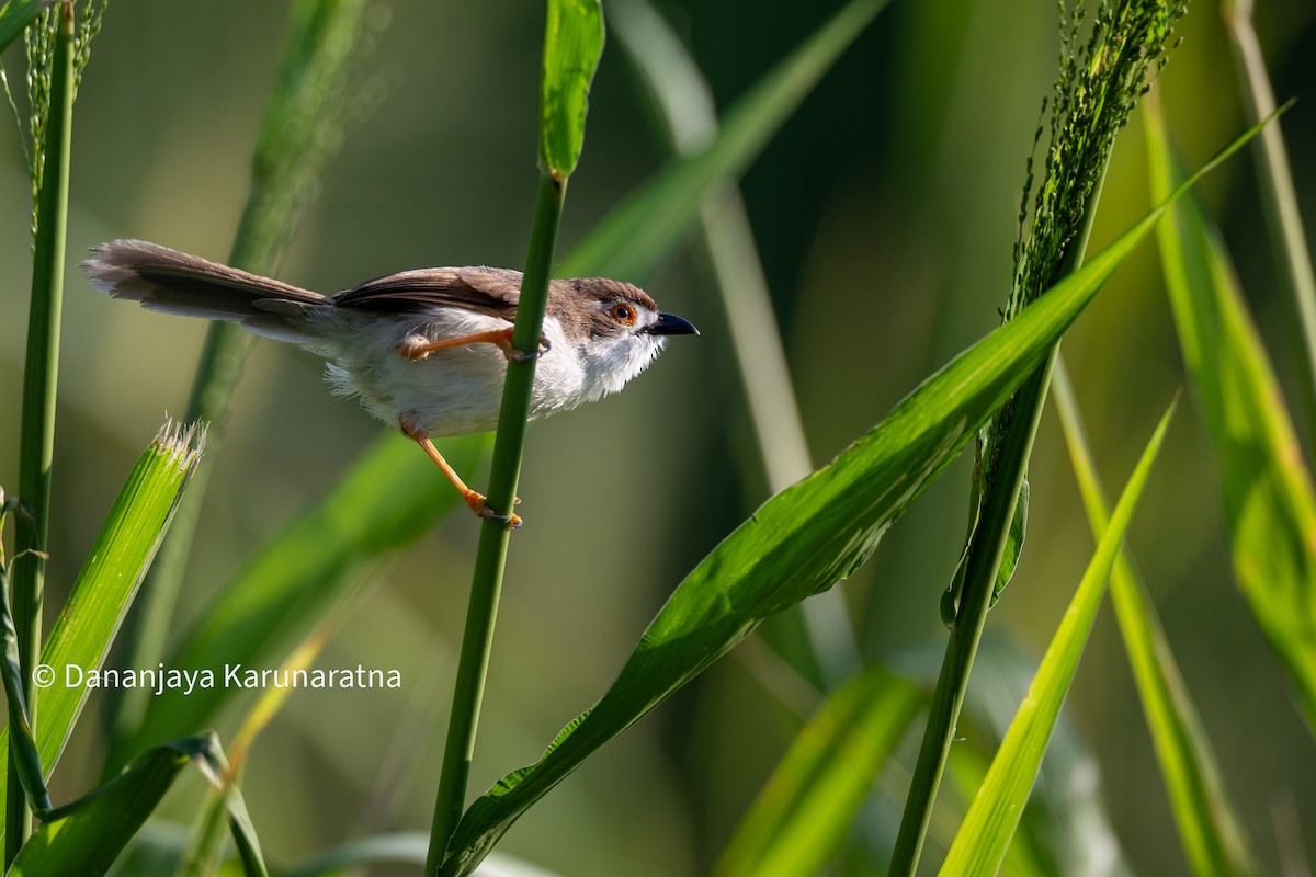 Timalí Ojigualdo - ML644457408