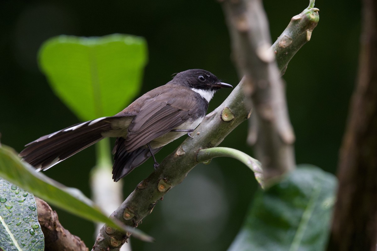 Malaysian Pied-Fantail - ML644457420