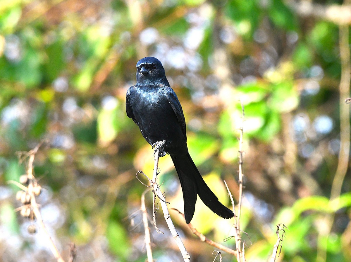 Black Drongo - ML644457448